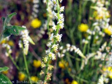 Fotografia da espécie Sesamoides purpurascens