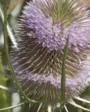 Fotografia da espécie Dipsacus fullonum