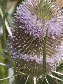 Fotografia da espécie Dipsacus fullonum