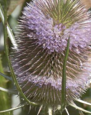 Fotografia 1 da espécie Dipsacus fullonum no Jardim Botânico UTAD