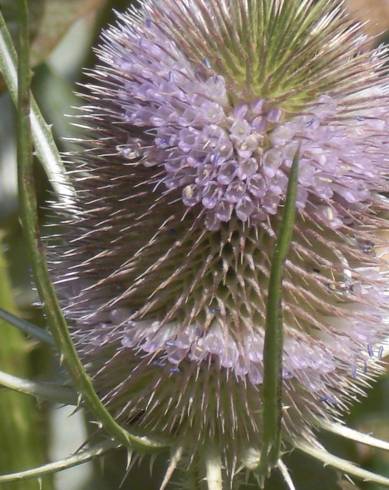 Fotografia de capa Dipsacus fullonum - do Jardim Botânico