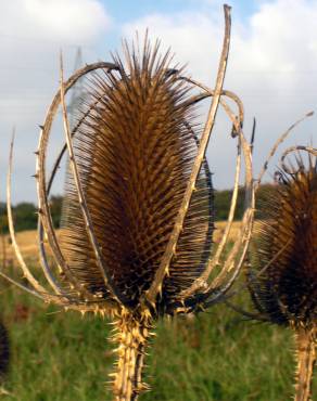 Fotografia 4 da espécie Dipsacus fullonum no Jardim Botânico UTAD