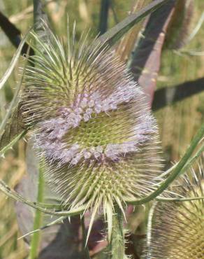 Fotografia 5 da espécie Dipsacus fullonum no Jardim Botânico UTAD