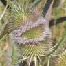 Fotografia 5 da espécie Dipsacus fullonum do Jardim Botânico UTAD