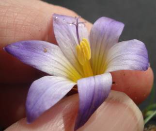 Fotografia da espécie Romulea bulbocodium var. bulbocodium