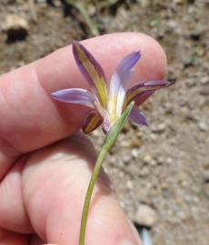 Fotografia da espécie Romulea bulbocodium var. bulbocodium