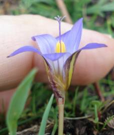 Fotografia da espécie Romulea bulbocodium var. bulbocodium