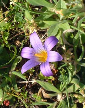 Fotografia 6 da espécie Romulea bulbocodium var. bulbocodium no Jardim Botânico UTAD