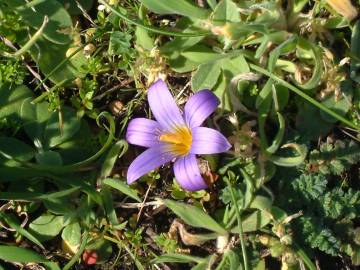 Fotografia da espécie Romulea bulbocodium var. bulbocodium