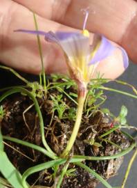 Fotografia da espécie Romulea bulbocodium var. bulbocodium