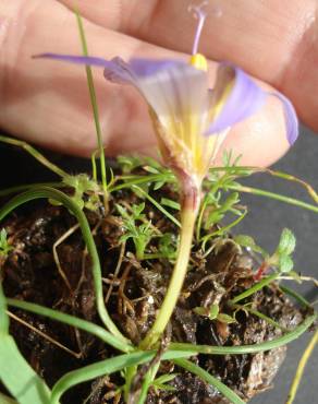 Fotografia 7 da espécie Romulea bulbocodium var. bulbocodium no Jardim Botânico UTAD
