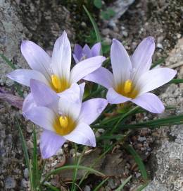 Fotografia da espécie Romulea bulbocodium var. bulbocodium