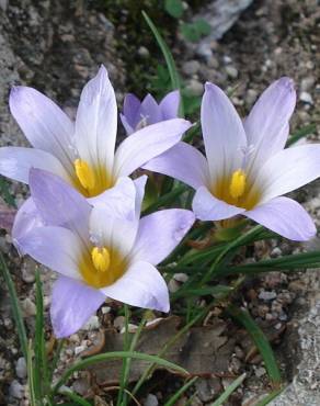 Fotografia 8 da espécie Romulea bulbocodium var. bulbocodium no Jardim Botânico UTAD