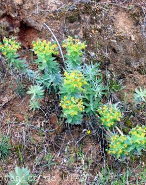 Fotografia 3 da espécie Euphorbia oxyphylla no Jardim Botânico UTAD