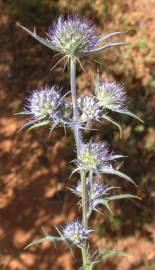 Fotografia da espécie Eryngium dilatatum