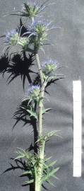 Fotografia da espécie Eryngium dilatatum