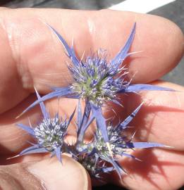 Fotografia da espécie Eryngium dilatatum