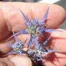 Fotografia 5 da espécie Eryngium dilatatum do Jardim Botânico UTAD