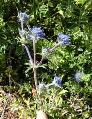 Eryngium dilatatum