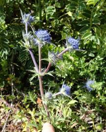 Fotografia da espécie Eryngium dilatatum