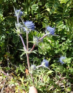 Fotografia 1 da espécie Eryngium dilatatum no Jardim Botânico UTAD