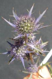 Fotografia da espécie Eryngium dilatatum