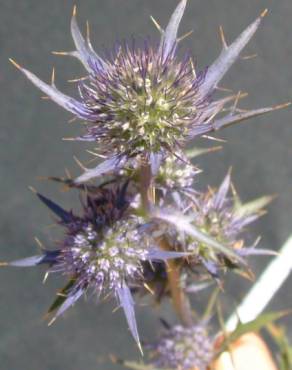 Fotografia 6 da espécie Eryngium dilatatum no Jardim Botânico UTAD