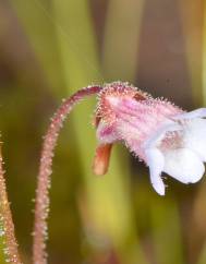 Pinguicula lusitanica