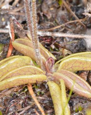 Fotografia 3 da espécie Pinguicula lusitanica no Jardim Botânico UTAD