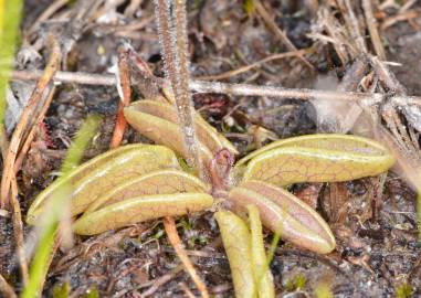 Fotografia da espécie Pinguicula lusitanica