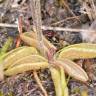 Fotografia 3 da espécie Pinguicula lusitanica do Jardim Botânico UTAD