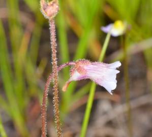 Fotografia da espécie Pinguicula lusitanica