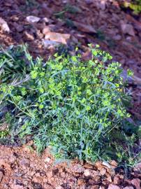 Fotografia da espécie Euphorbia segetalis var. segetalis