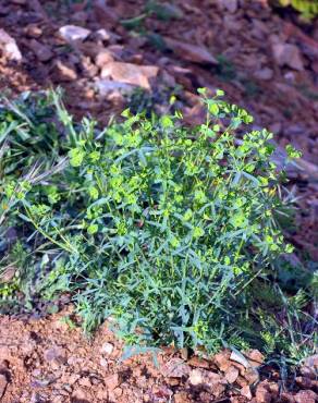 Fotografia 3 da espécie Euphorbia segetalis var. segetalis no Jardim Botânico UTAD