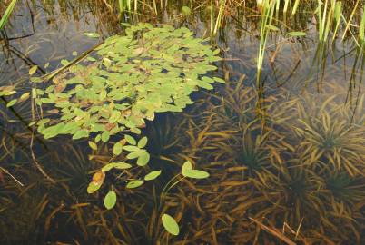 Fotografia da espécie Potamogeton natans