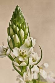 Fotografia da espécie Ornithogalum thyrsoides