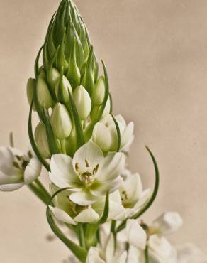 Fotografia 3 da espécie Ornithogalum thyrsoides no Jardim Botânico UTAD