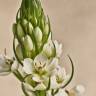 Fotografia 3 da espécie Ornithogalum thyrsoides do Jardim Botânico UTAD