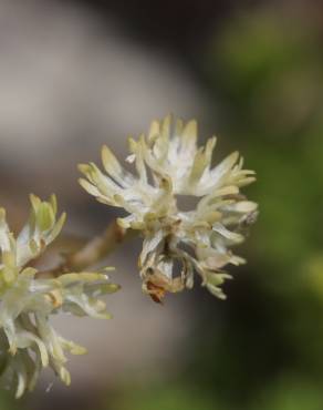 Fotografia 4 da espécie Valerianella carinata no Jardim Botânico UTAD