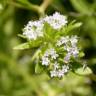 Fotografia 5 da espécie Valerianella carinata do Jardim Botânico UTAD