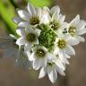 Fotografia 4 da espécie Ornithogalum thyrsoides do Jardim Botânico UTAD