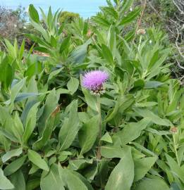 Fotografia da espécie Cheirolophus sempervirens