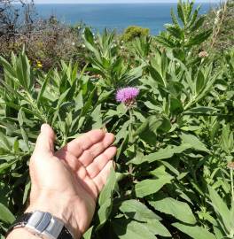 Fotografia da espécie Cheirolophus sempervirens