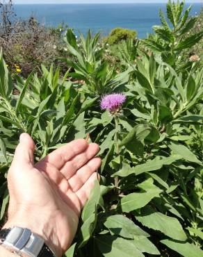 Fotografia 7 da espécie Cheirolophus sempervirens no Jardim Botânico UTAD