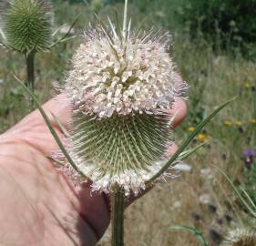 Fotografia da espécie Dipsacus comosus