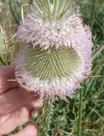 Fotografia da espécie Dipsacus comosus