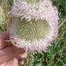 Fotografia 3 da espécie Dipsacus comosus do Jardim Botânico UTAD