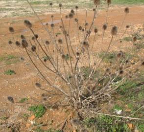 Fotografia da espécie Dipsacus comosus