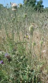 Fotografia da espécie Dipsacus comosus