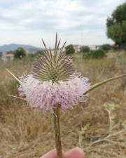 Fotografia da espécie Dipsacus comosus